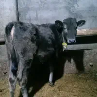 دوراس‌ گوساله‌ی ماده‌