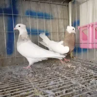 کبوتر طوقی|پرنده|ایوان, |دیوار