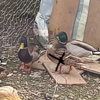 اردک مرغابی و غاز|حیوانات مزرعه|خمام, |دیوار