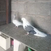 پشدار سبز بلند کشیده نر فروش