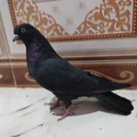 تهرانی و ساده