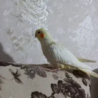 عروس هلندی|پرنده|کرج, حصارک بالا|دیوار