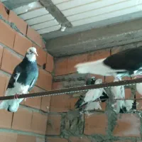 فروش و معاوضه کبوتر|پرنده|سورک, |دیوار