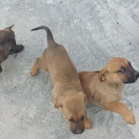 توله دو ماه کنکورسو|سگ|رینه, |دیوار