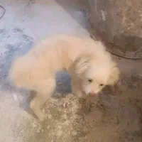 سگ خانگی|سگ|فردیس, داوری|دیوار