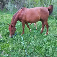 مادیان مدرک دار. با کره نریان ۲۰روزه|اسب و تجهیزات اسبسواری|نهاوند, |دیوار