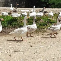 قاز