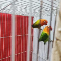 جفت کوتوله مولد