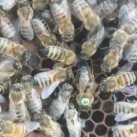 کندو زنبور کارنیکا