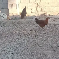 خلنگ فروشی|حیوانات مزرعه|سیدان, |دیوار