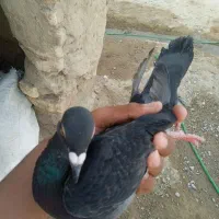 کبوتر چاپی|پرنده|کرباسک, |دیوار