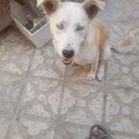 ماده هاسکی کرم|سگ|شیراز, سیاه سنگ|دیوار