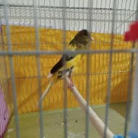 4عددقناری رسمی بلند