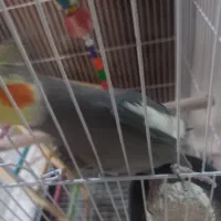 عروس هلندی. نر ماده