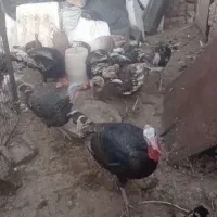 بوقلمون ماده و  وجوجه بوقلمون ب تعداد فروخته