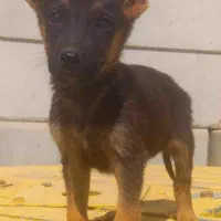 سگ ژرمن شیپرد جرمن کینگ سایز موکوتاه توله ( نر )|سگ|تهران, وردآورد|دیوار