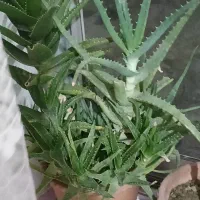 گل طبیعی با گلدان حراج دونه ای 90تومن|گل و گیاه طبیعی|سلماس, |دیوار