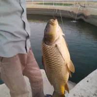 فروش بچه ماهی کپور مناسب استخرهای آب راکد