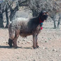 چهار راس بره تهه قنقور بختیاری ،روزگاری درجه یک