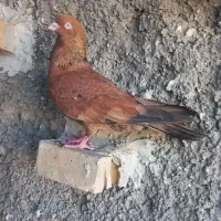 کبوتر نر تاب پرتغالی