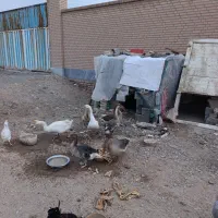 قوغاز های اصل|حیوانات مزرعه|رباط‌کریم, رباط‌کریم|دیوار