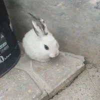 خرگوش|موش و خرگوش|مبارکه, |دیوار