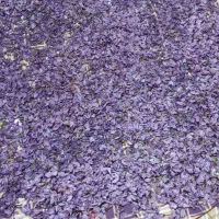 فروش گل خشک زعفران