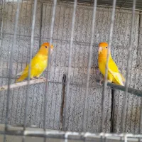 قناری جفت نرماده و دوتا نر مست و جفت طوطی برزیلی|پرنده|بوشهر, |دیوار