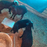 بره