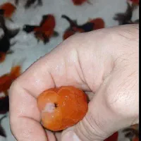 گلدفیش ۱اینچ تا۳اینچ پیش مولد