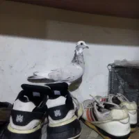 کفتر|پرنده|تهران, شهرک ولیعصر جنوبی|دیوار