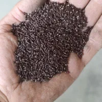 بزرک سیاه یا کنجد محلی سورت لیزر درجه یک