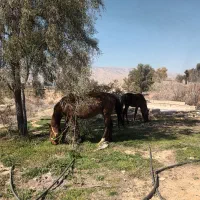 با سلام اسب سه ساله و کره ده ماه