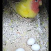 طوطی برزیلی