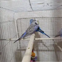 مرغ عشق. مرغ عشق انگلیسی نر و ماده