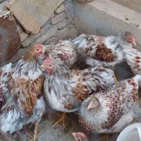 جوجه خروس و مرغ ویاندوت|حیوانات مزرعه|کنگاور, |دیوار