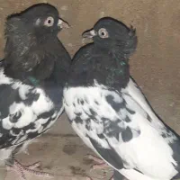 کبوتر|پرنده|شیراز, شهرک مدرس|دیوار