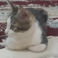 بچه گربه کاملا آروم تمیز