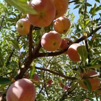 ۱۰۰۰ متر باغ|فروش زمین و ملک کلنگی|همایجان, |دیوار