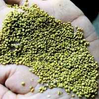 فروش بذر یونجه|عمدهفروشی|نصر آباد, |دیوار