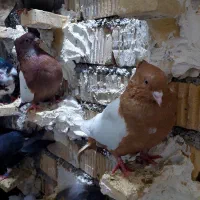 کفتر سینه زرد|پرنده|شیراز, کوشک میدان|دیوار