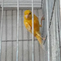 قناری نر|پرنده|الوند, |دیوار