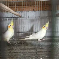 ۸جفت عروس لوتینو با تخم و۷ تاجوجه|پرنده|علیآباد کتول, |دیوار