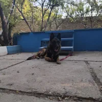 یک جفت سگ‌ ژرمن نر و ماده