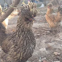 مرغ و خروس و جوجه بالغ