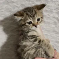 بریتیش تبی گلد