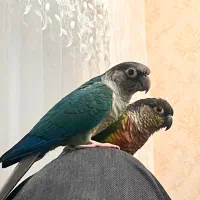 یک جفت گیرین چیک|پرنده|تهران, زرکش|دیوار