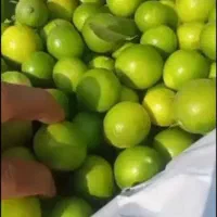 لیمو ترش درجه یک