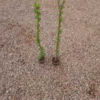 قاشقی لب ماتیکی|گل و گیاه طبیعی|محلات, |دیوار