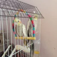 عروس هلندی